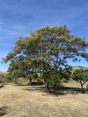 Senegalia berlandieri