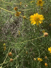 Sidneya tenuifolia