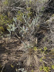 Lobostemon echioides