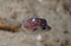 Canthigaster jactator