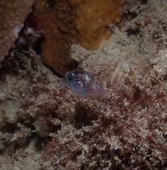 Canthigaster jactator