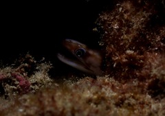 Gymnothorax gracilicauda