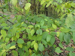 Pterostyrax hispidus
