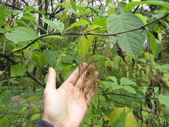 Pterostyrax hispidus