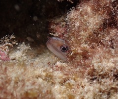 Gymnothorax gracilicauda