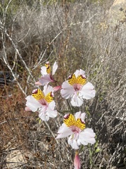 Alstroemeria magnifica maxima