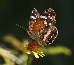 Anthanassa texana seminole