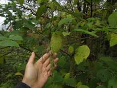 Pterostyrax hispidus