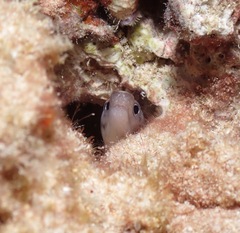 Gymnothorax gracilicauda