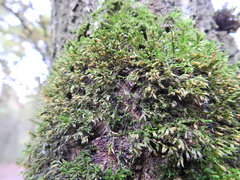 Cryphaea heteromalla