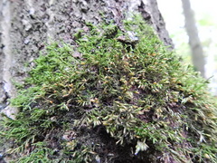 Cryphaea heteromalla