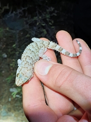 Chondrodactylus bibronii