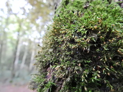 Cryphaea heteromalla