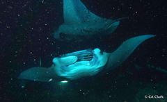Mobula alfredi