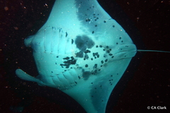 Mobula alfredi