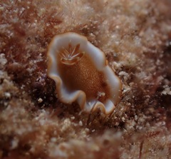 Glossodoris rufomarginata