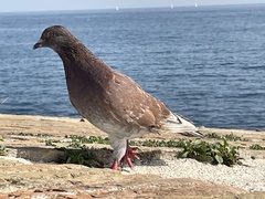 Columba livia domestica