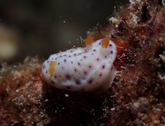 Chromodoris aspersa