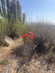 Zephyranthes phycelloides