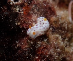 Chromodoris aspersa