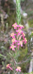 Struthiola ciliata