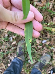 Persicaria extremiorientalis