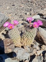 Mammillaria tetrancistra