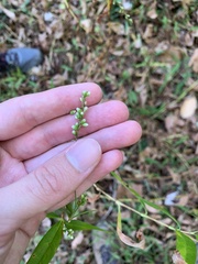 Persicaria extremiorientalis