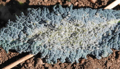 Brevicoryne brassicae