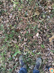 Persicaria extremiorientalis