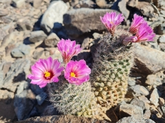 Mammillaria tetrancistra