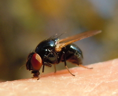 Lonchaea