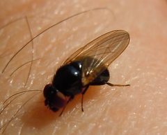 Lonchaea
