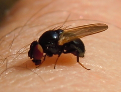 Lonchaea