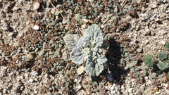 Psathyrotes ramosissima