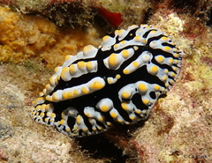 Phyllidia varicosa