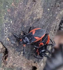 Micrauchenus lineola