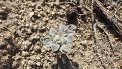 Psathyrotes ramosissima