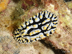 Phyllidia varicosa