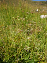 Selinum pyrenaeum