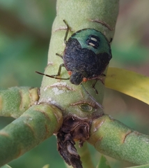 Acrosternum rubescens