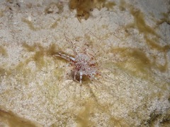 Isarachnanthus