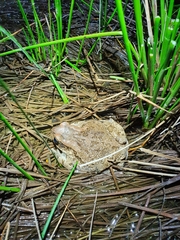Sclerophrys capensis