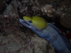 Gymnothorax rueppelliae