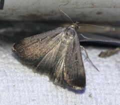 Tathorhynchus fallax