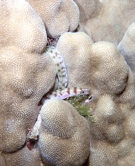 Gymnothorax gracilicauda