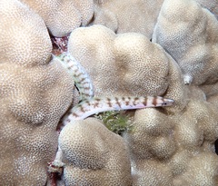 Gymnothorax gracilicauda