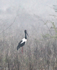 Ephippiorhynchus asiaticus