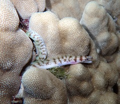 Gymnothorax gracilicauda