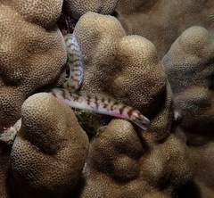 Gymnothorax gracilicauda